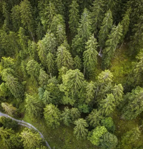 Aerial top view of summer green trees in forest with a splendid mountain river in Swiss Alps